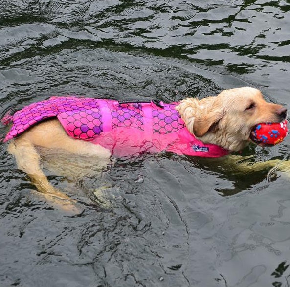 Dog swimwear pet rescue kits transform pet life jackets